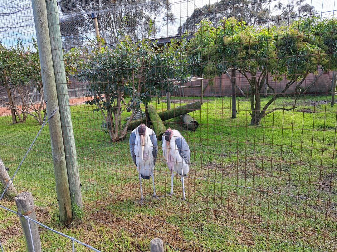 Giraffe House Wildlife Awareness Centre-斯泰伦博斯必去景点