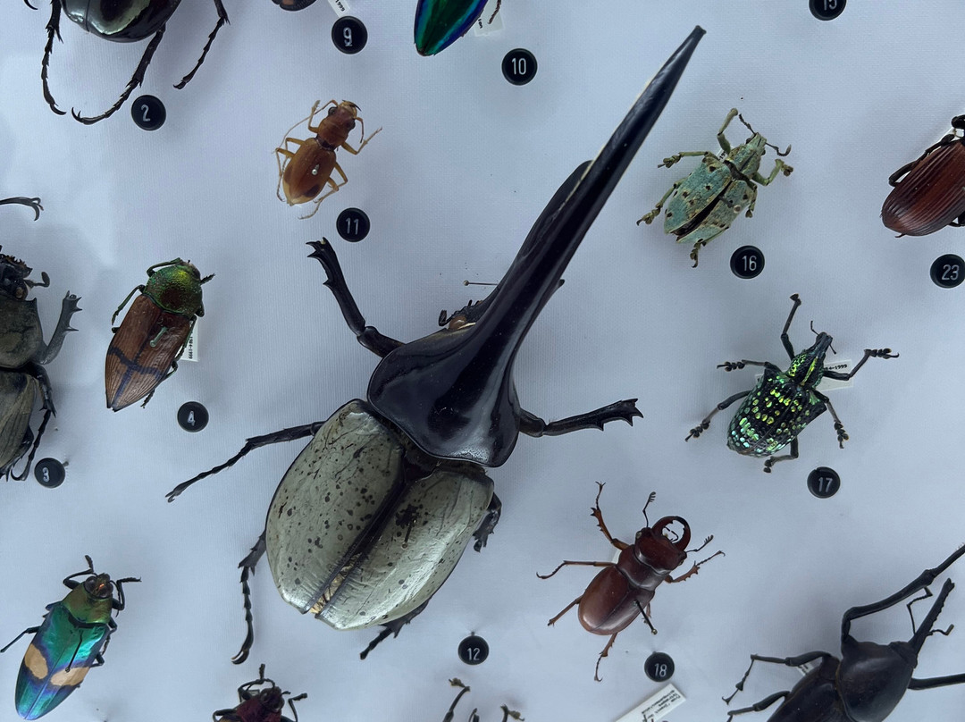 Buffalo Museum of Science-水牛城必去景点