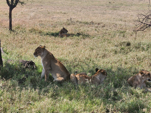 African Traces-莫西必去景点