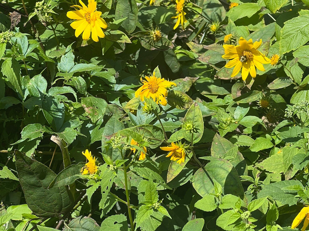 Geneva Lake Shore Path-日内瓦湖必去景点