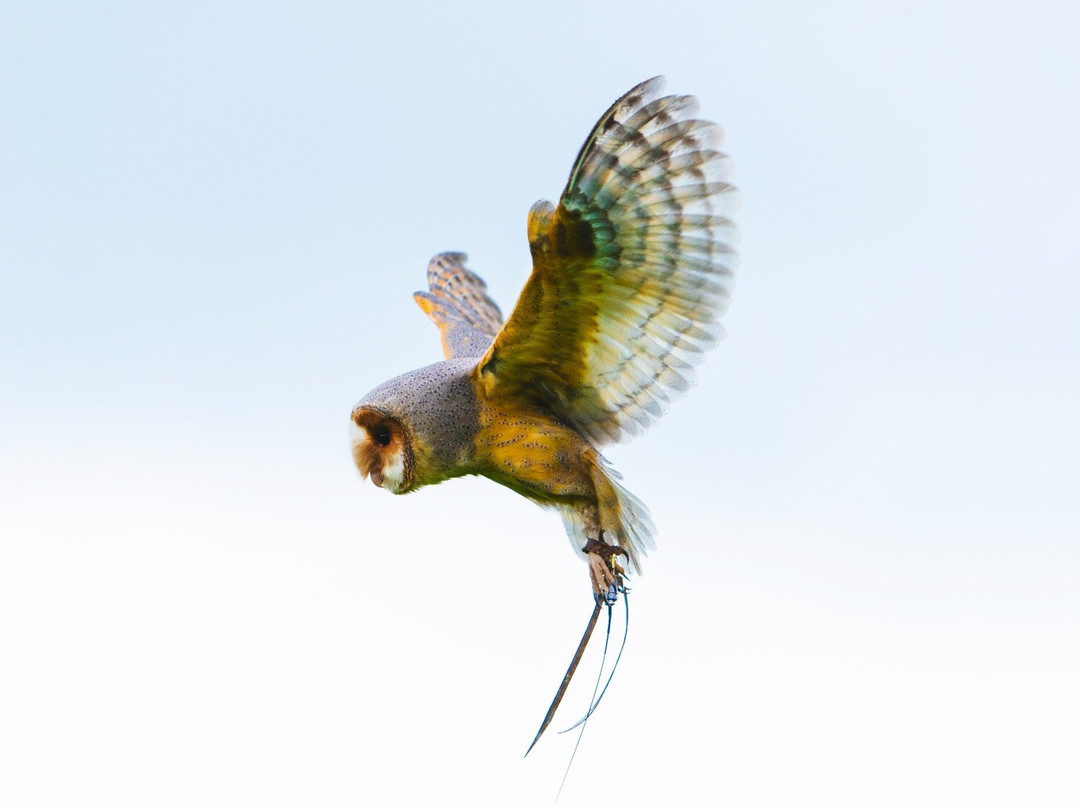 Mercer Falconry Raptor Park