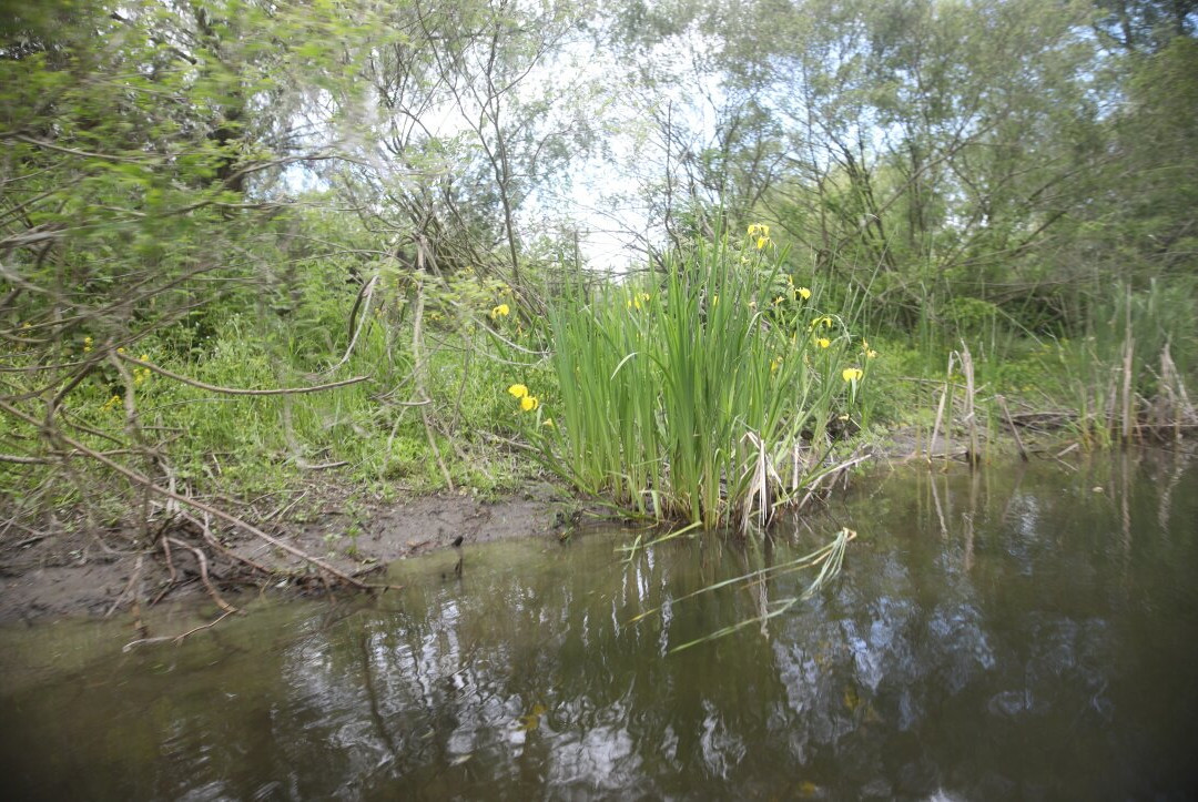 Caraorman Forest-Crisan必去景点