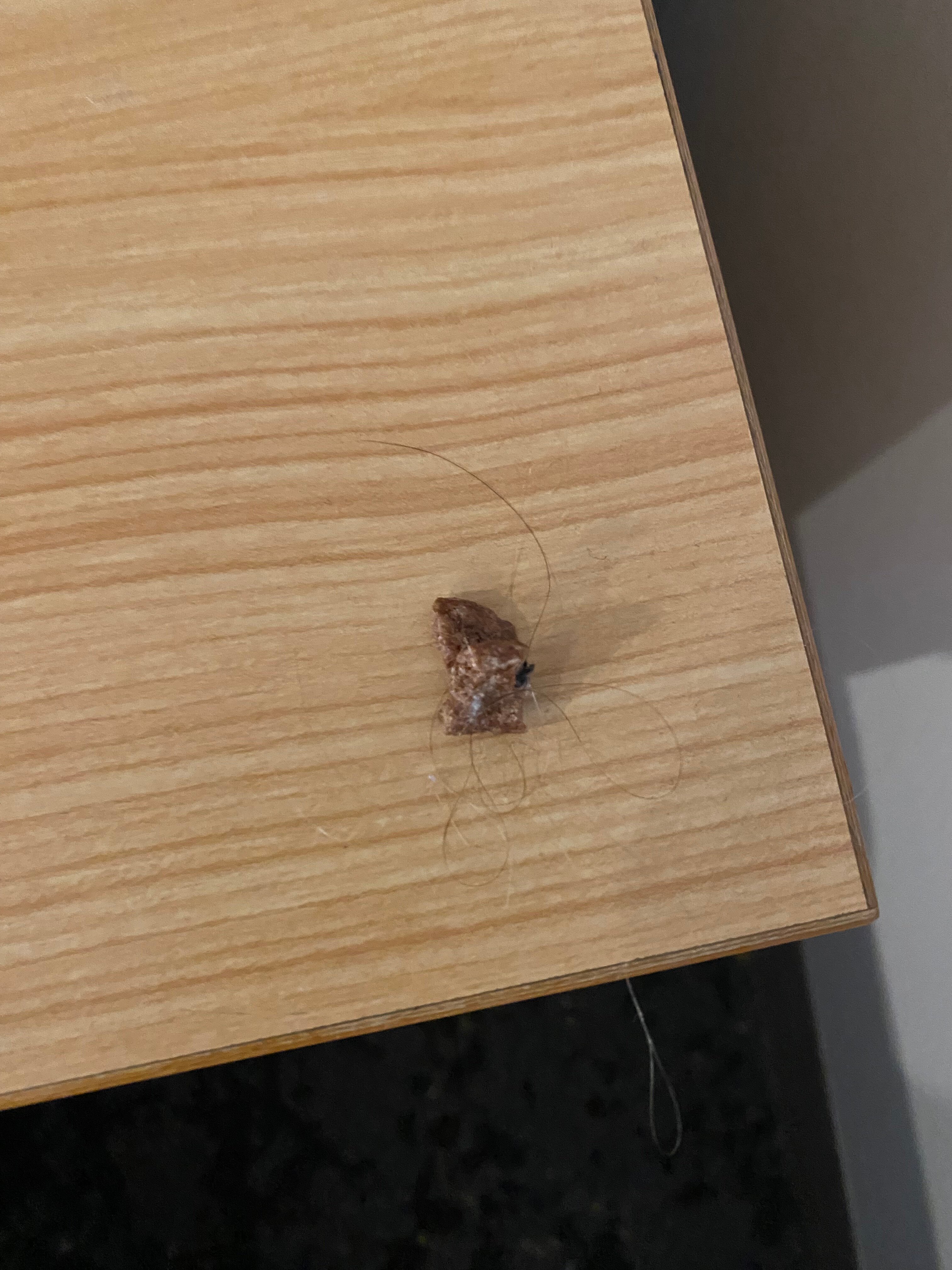 悉尼曼利 Warringah 美居酒店-官方