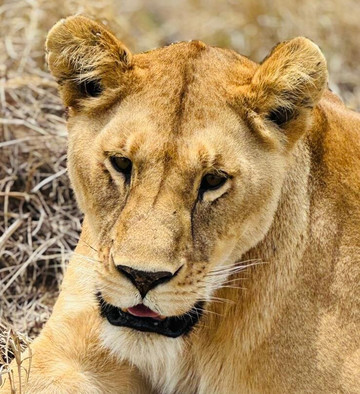 Lifestyle Safaris & Holidays Limited-阿鲁沙必去景点