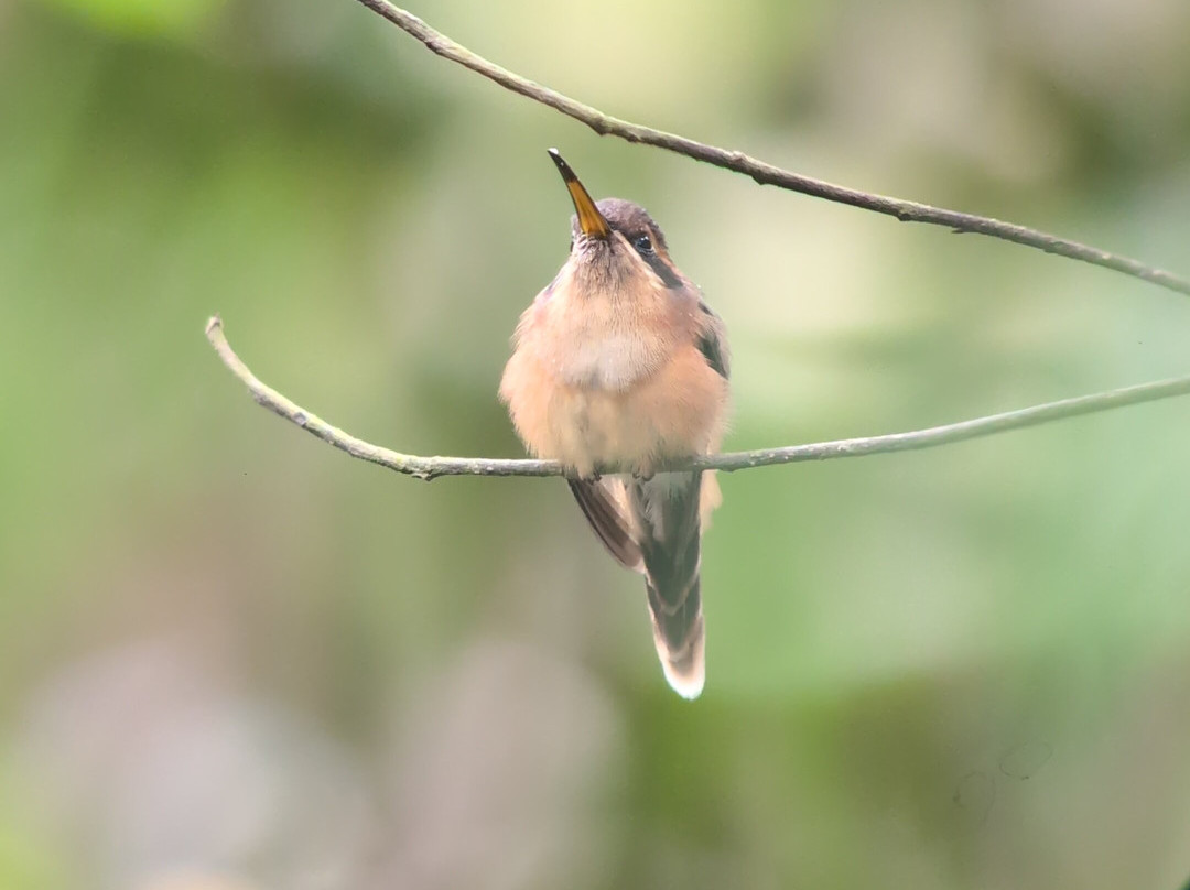 Birding Pipeline Panama-甘博阿必去景点