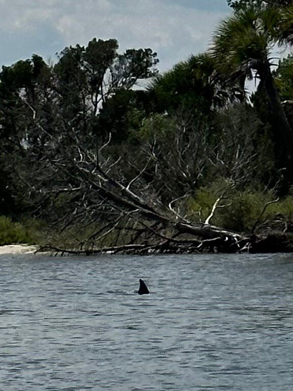 Backwater Cat Adventure-棕榈海岸必去景点