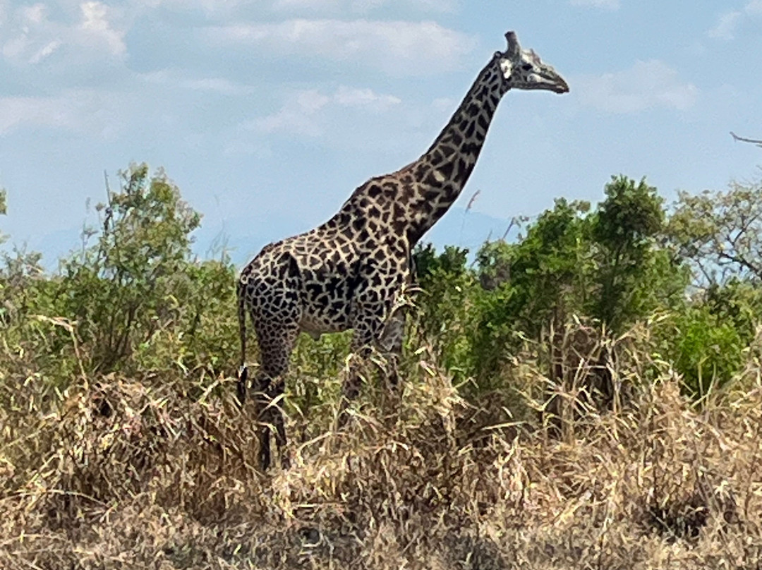 Best tour operator in Tanzania by Rede Tours and Safaris-多多马必去景点