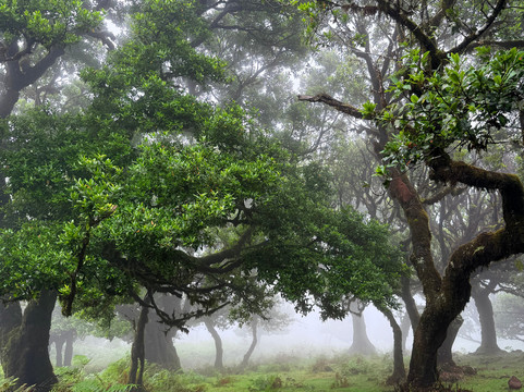 Your Taxi Madeira-沙尔必去景点