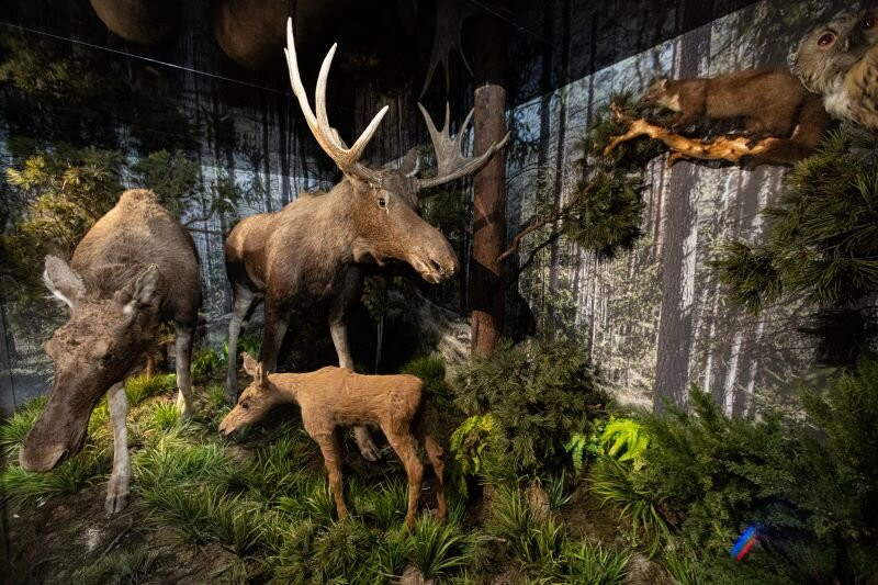 Murmansk Regional Museum of Local History-摩尔曼斯克必去景点