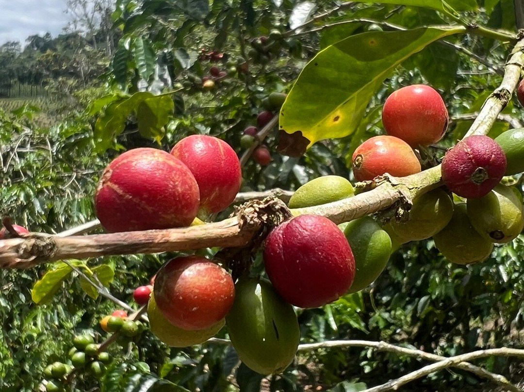 Hane Coffee-布埃纳维斯塔必去景点