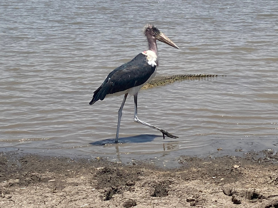 ESA_Safaris-内罗毕必去景点