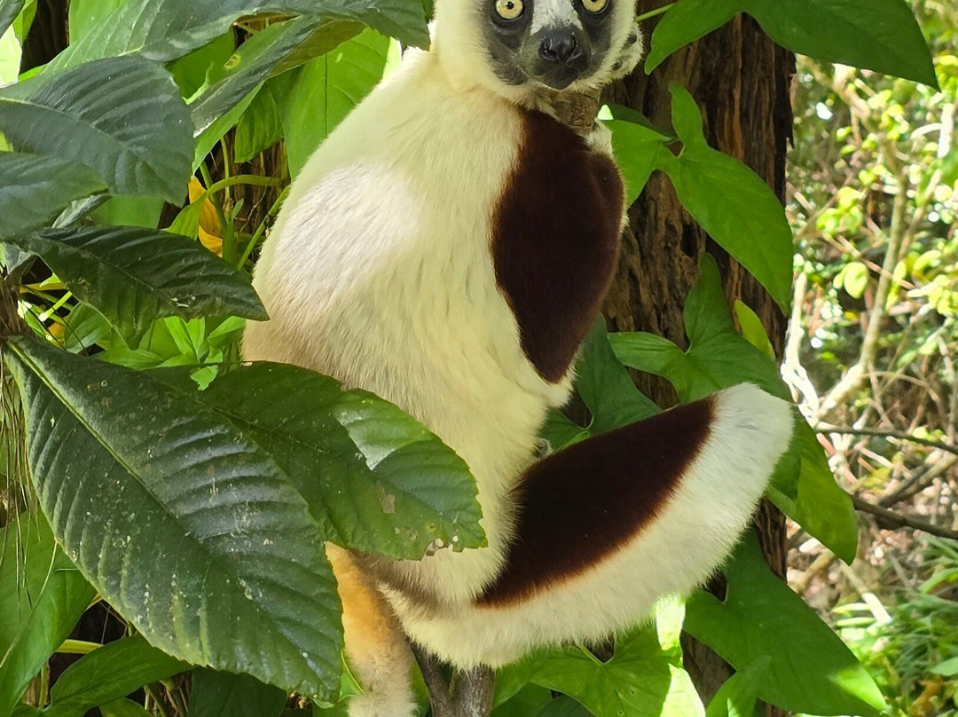 Madagascar Green Tours-安齐拉贝必去景点