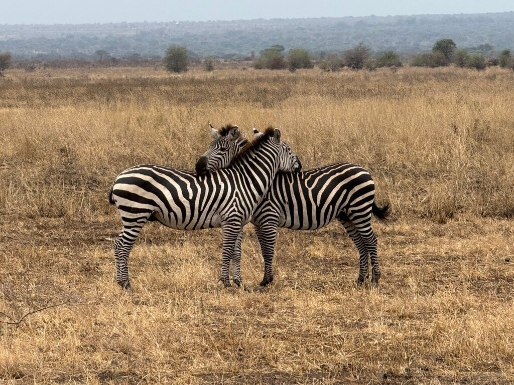 Utopia safaris-阿鲁沙必去景点