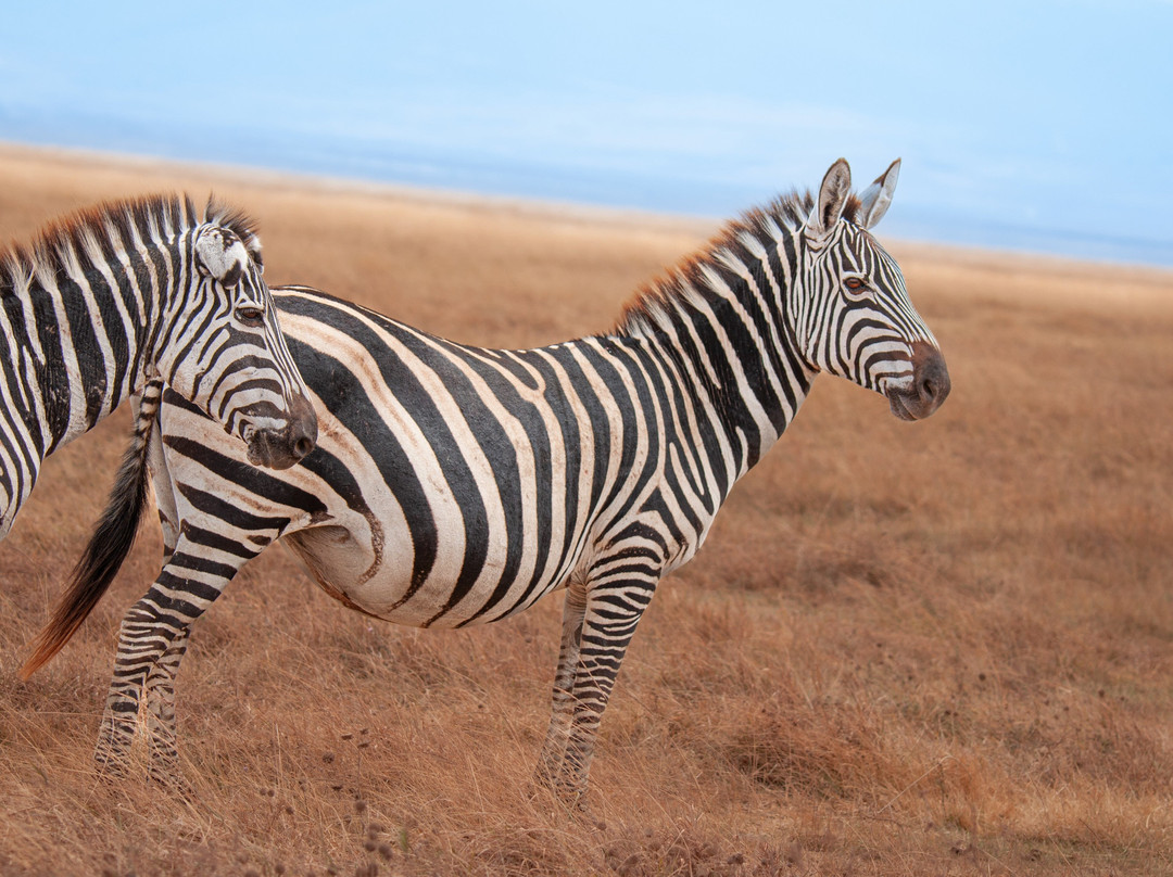 Altezza Travel-莫西必去景点