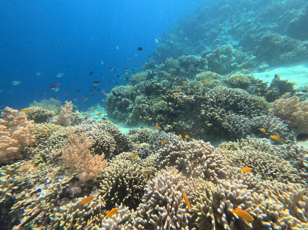 Snorkeling Menjangan-佩母德兰必去景点