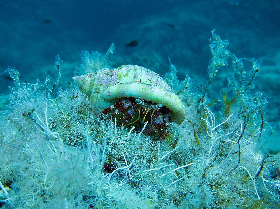 Mero Diving-Cala Ratjada必去景点
