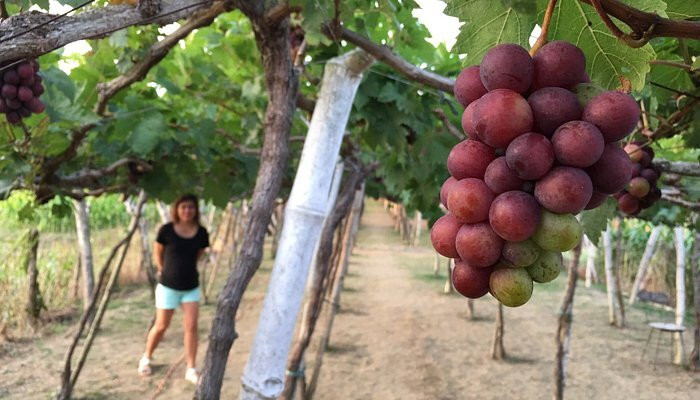 Gapuz Grapes Farm-San Fernando La Union必去景点