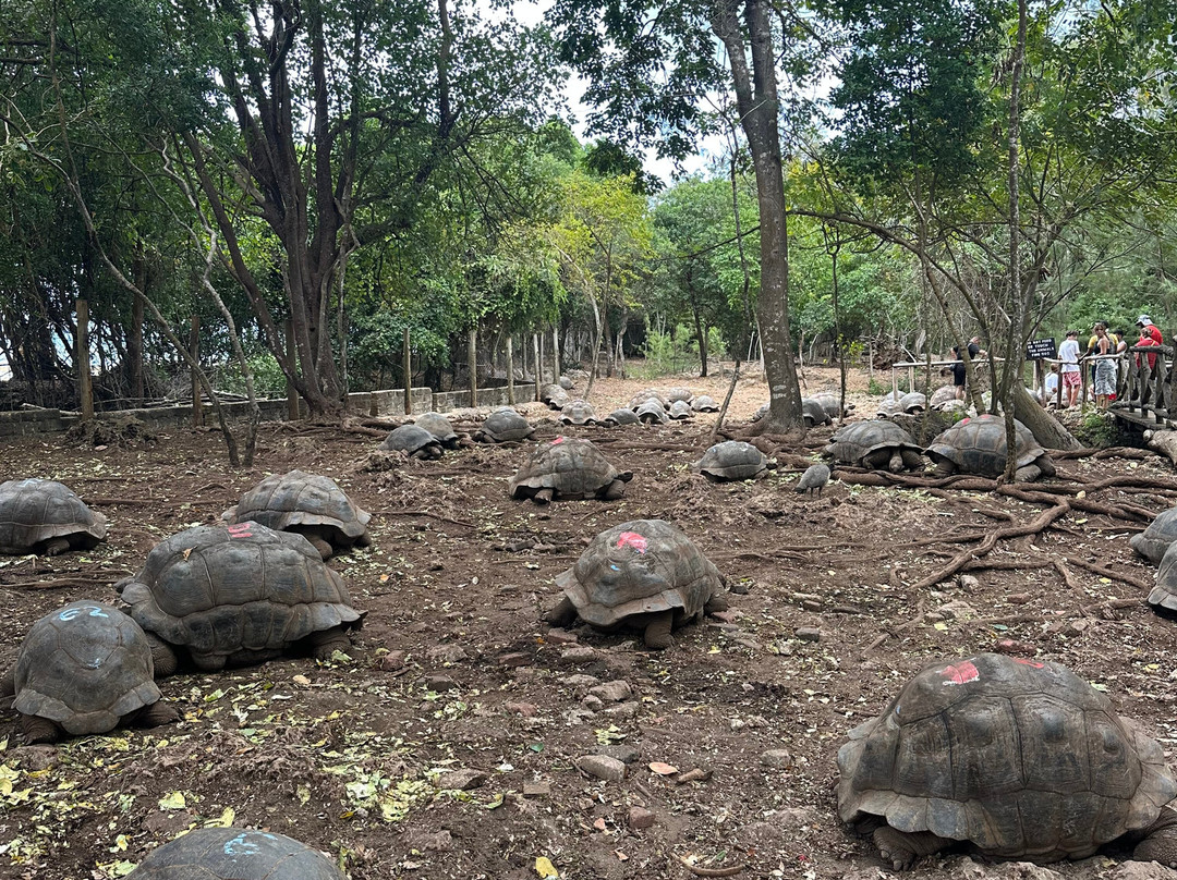 Buga Tour Guide Zanzibar-Matemwe必去景点