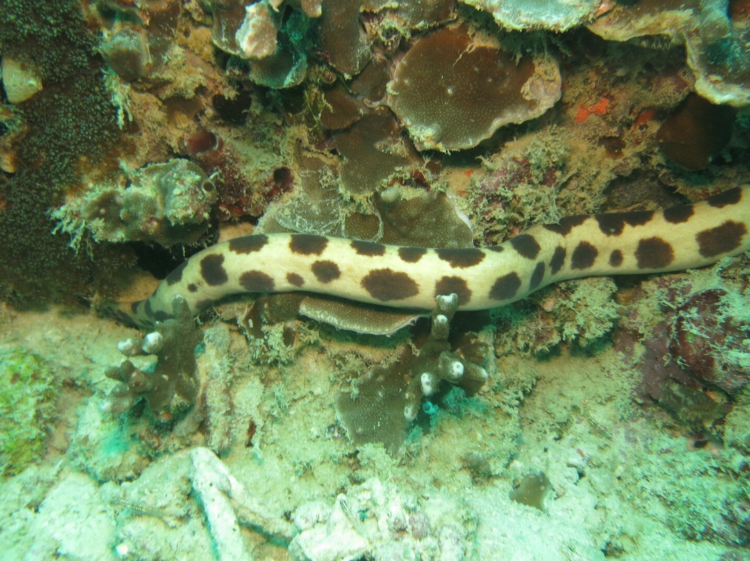 Blue Sea Divers-维多利亚必去景点