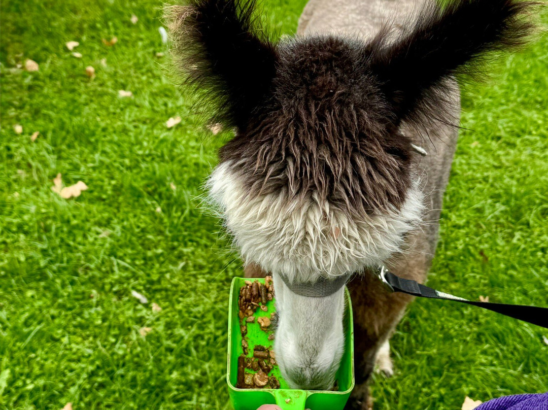 J and J Alpacas-特伦特河畔纽瓦克必去景点