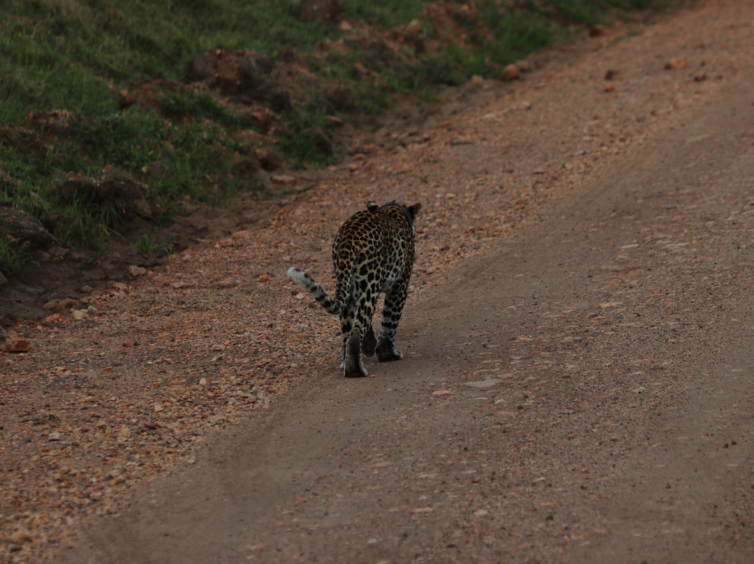Uzuri Uganda Safaris-坎帕拉必去景点