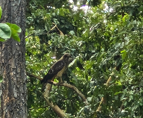 尼泊尔野生动物度假酒店主图