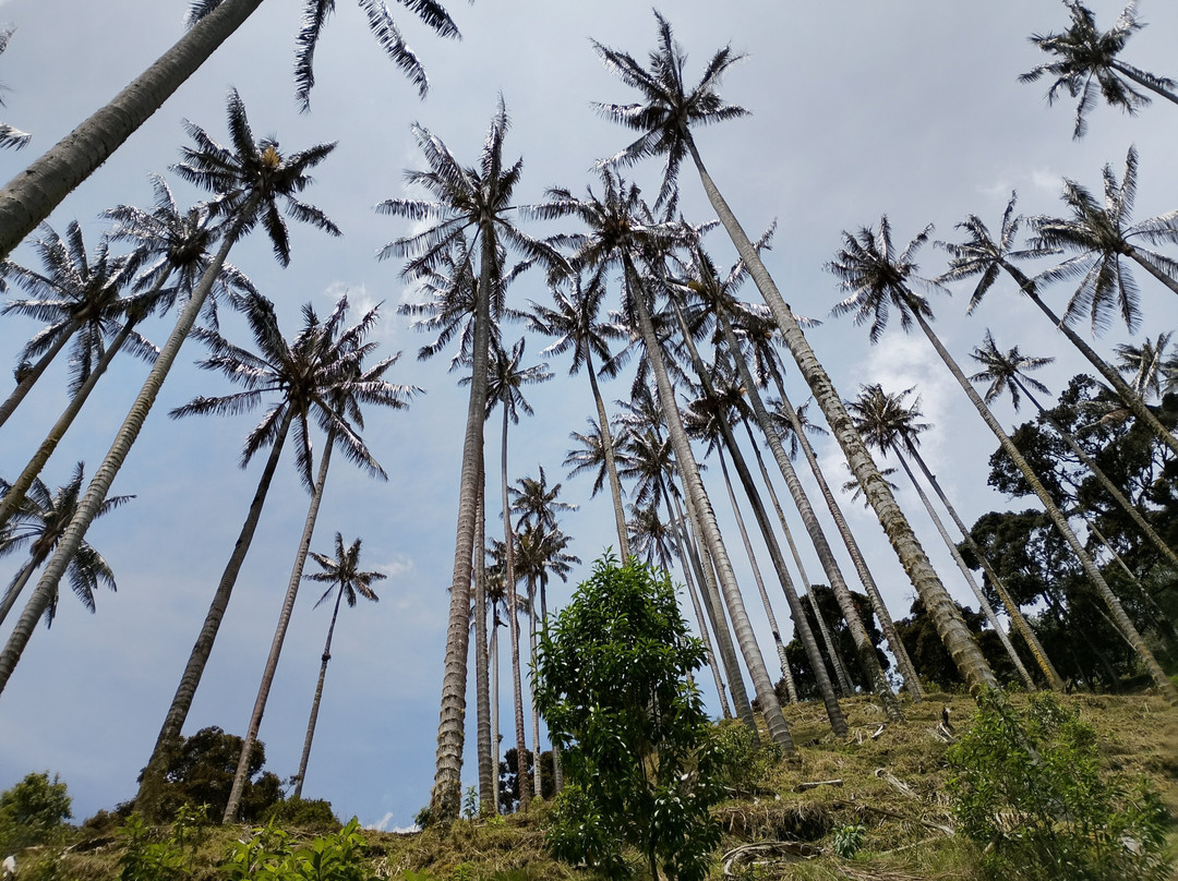 Bosque De Palma De Cera La Samaria-Salamina必去景点