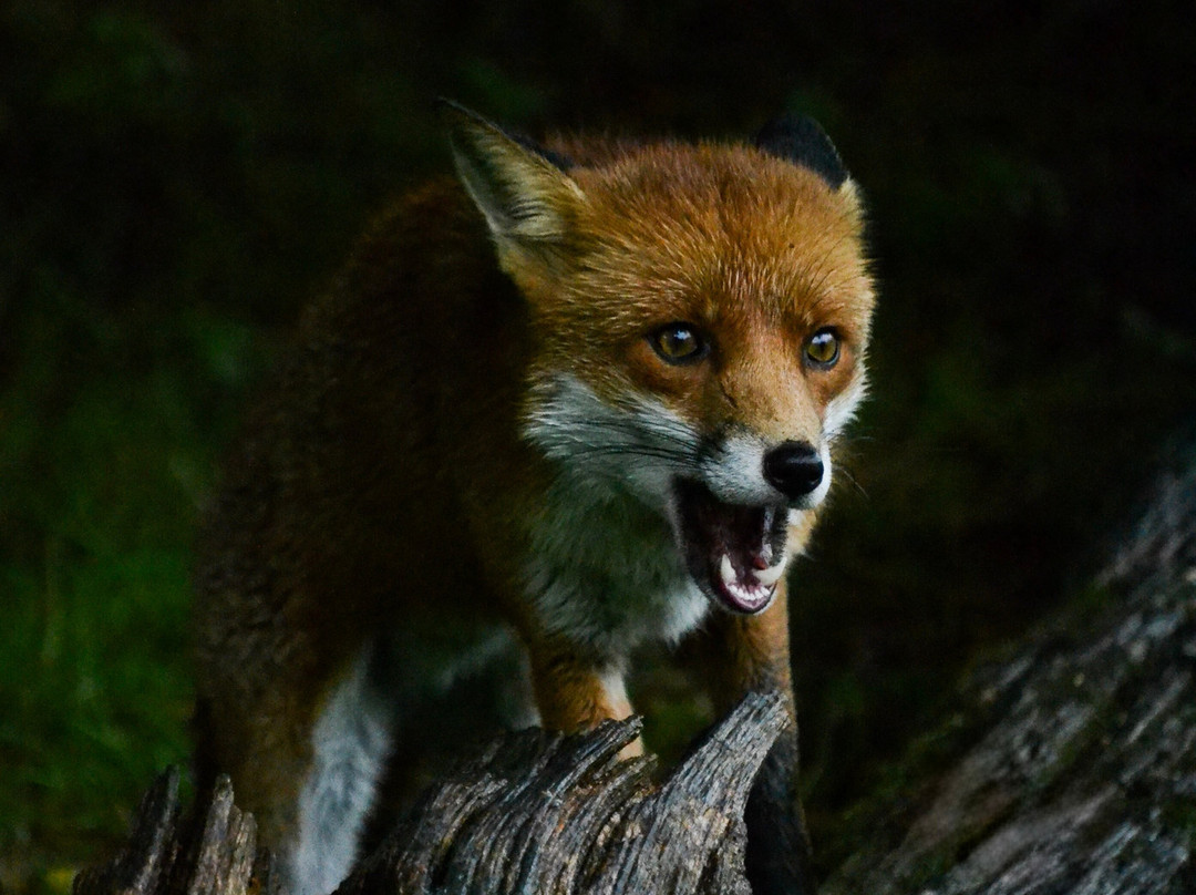 British Wildlife Centre-Lingfield必去景点