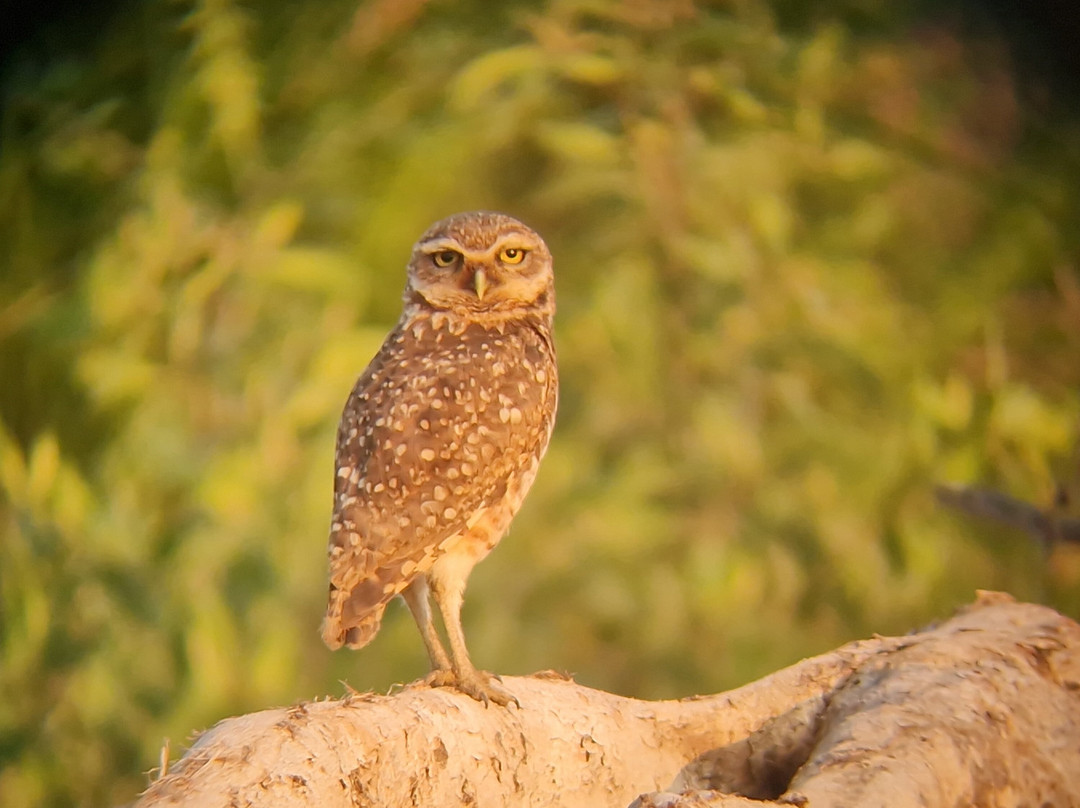 Finca Sachavacayoc lodge主图