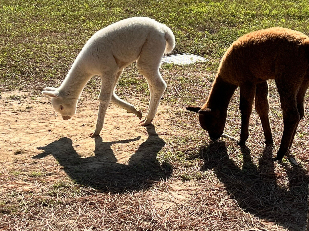 Misty Pond Alpaca Farm & Store-帕迪尤卡必去景点