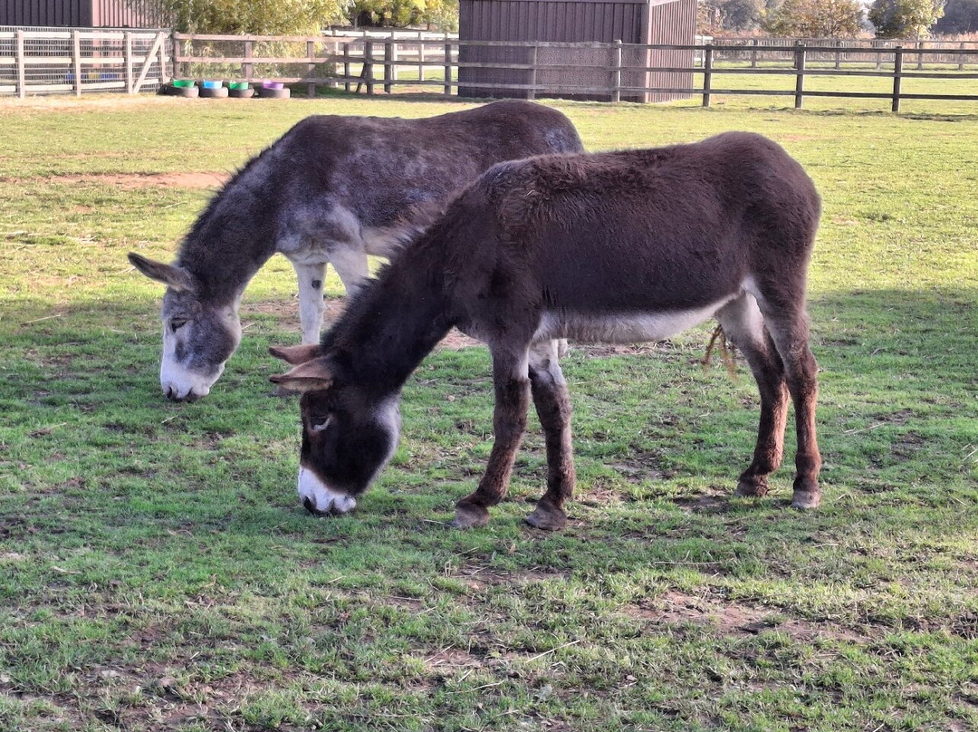 The Wonkey Donkey Visitors Centre-Knottingley必去景点