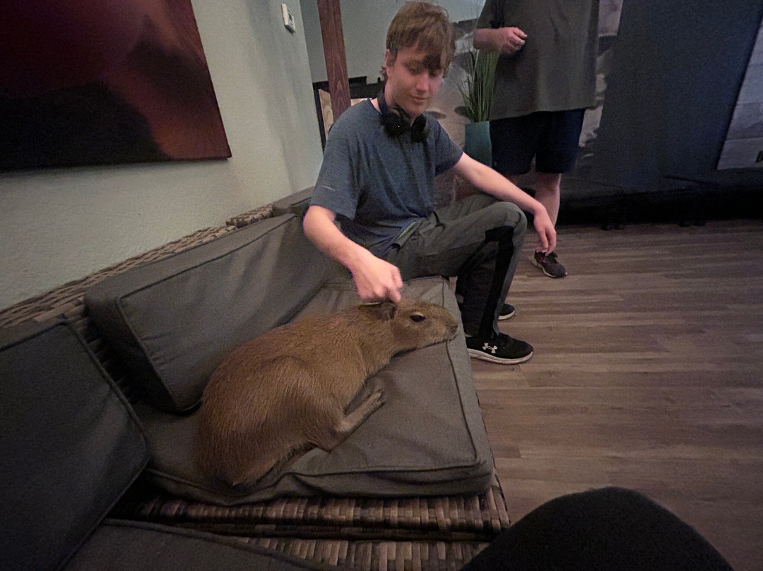 Capybara Cafe-Saint Augustine Beach必去景点