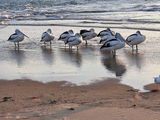 1770 Sunset Cruises-1770镇必去景点