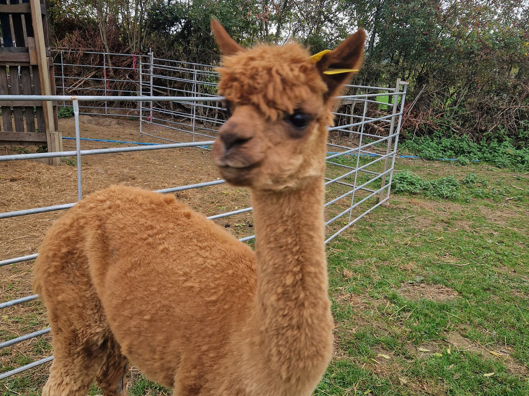 Brackenfield Alpacas-马特洛克必去景点