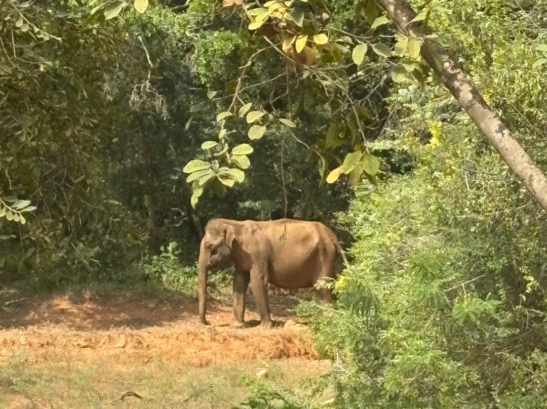 Travel with Lions-Panadura必去景点