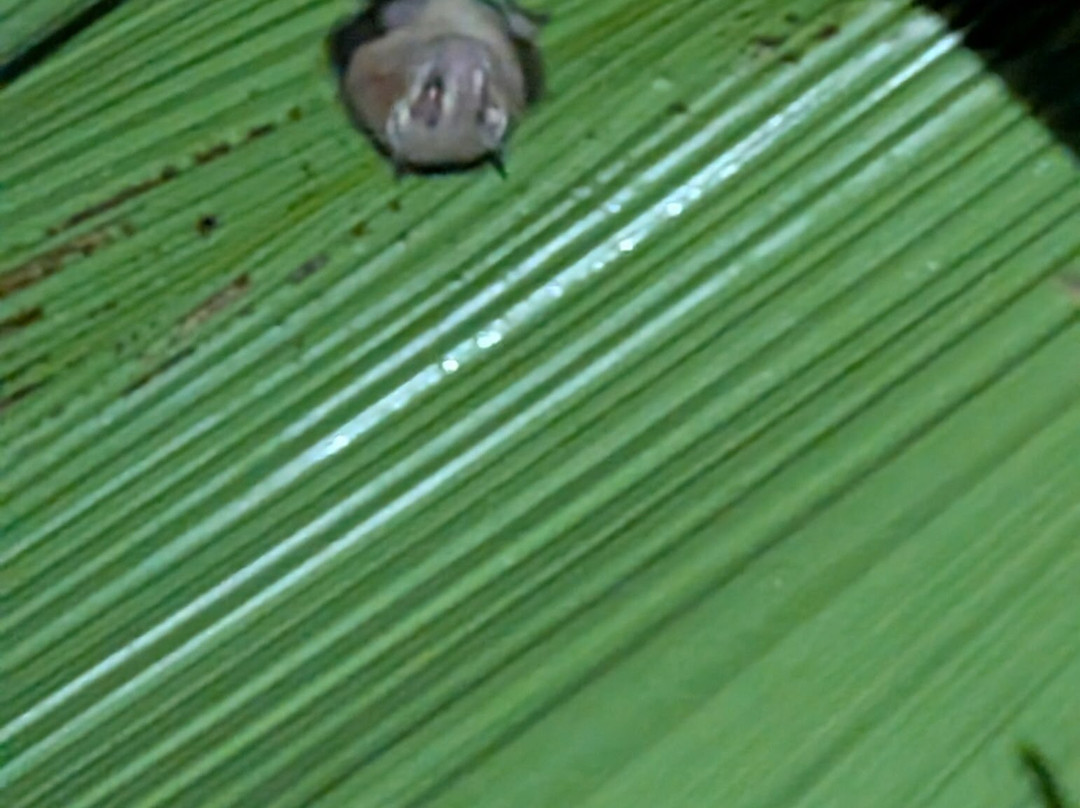 Manuel Antonio Expeditions-哥斯达黎加安东尼奥国家公园必去景点