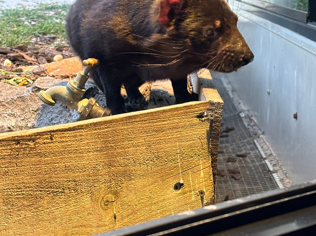 夜间魔鬼观赏-比奇诺必去景点