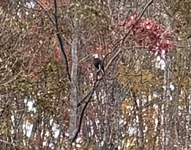 Cooper Creek Trout Farm & Pond-布赖森城必去景点