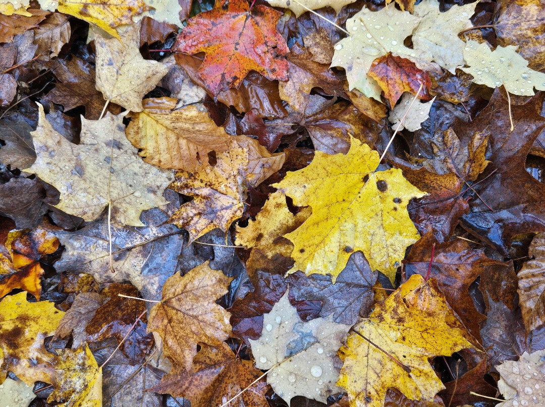 Tahquamenon Falls State Park-Paradise必去景点