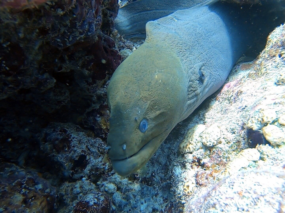 Sea Star Diving Center Thulusdhoo-Thulusdhoo Island必去景点