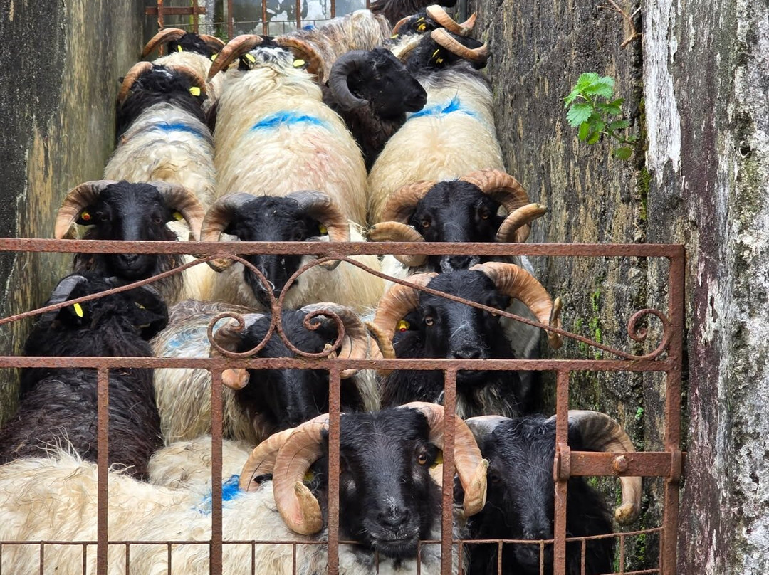 Lydon’s of Galway-都柏林必去景点