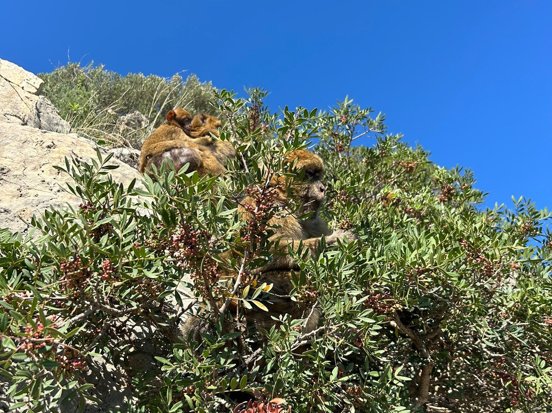 Pic des Singes-Bejaia必去景点