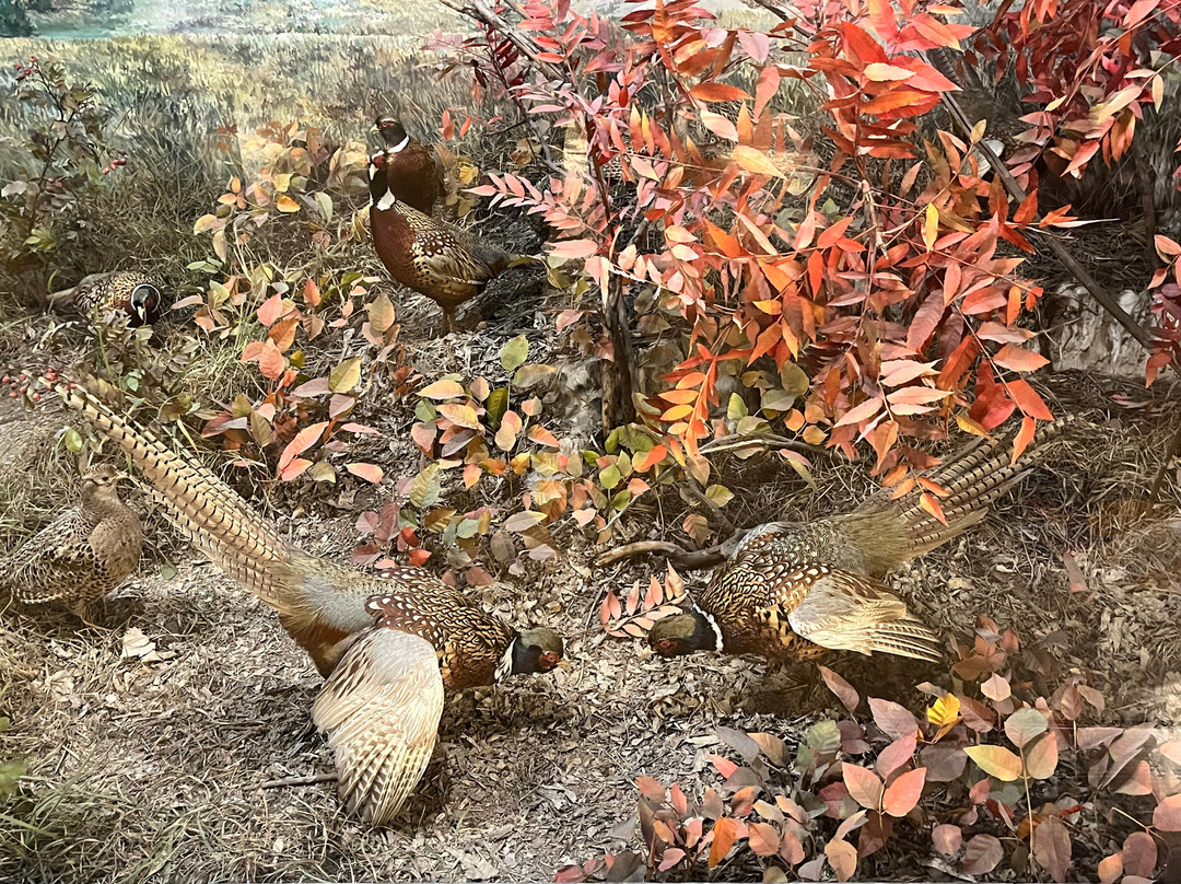 Hastings Museum-Hastings必去景点