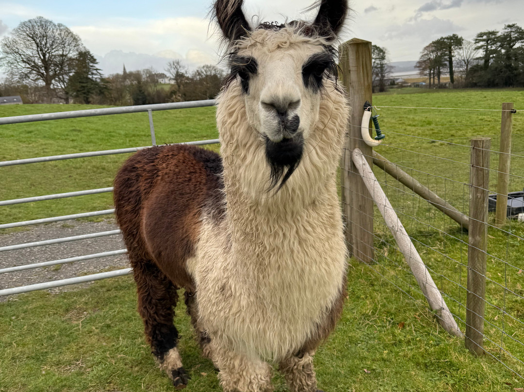 Bardsea Alpacas And Llamas-Bardsea必去景点