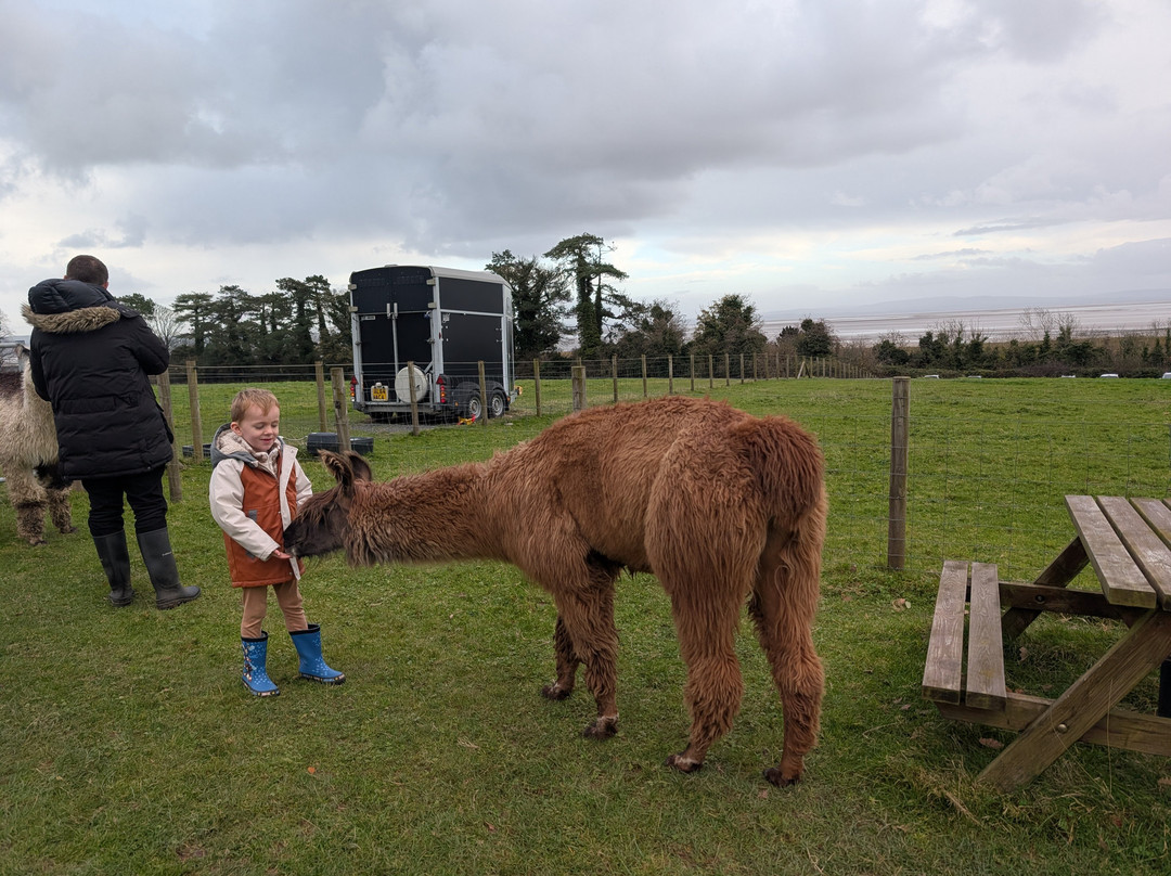 Bardsea Alpacas And Llamas-Bardsea必去景点