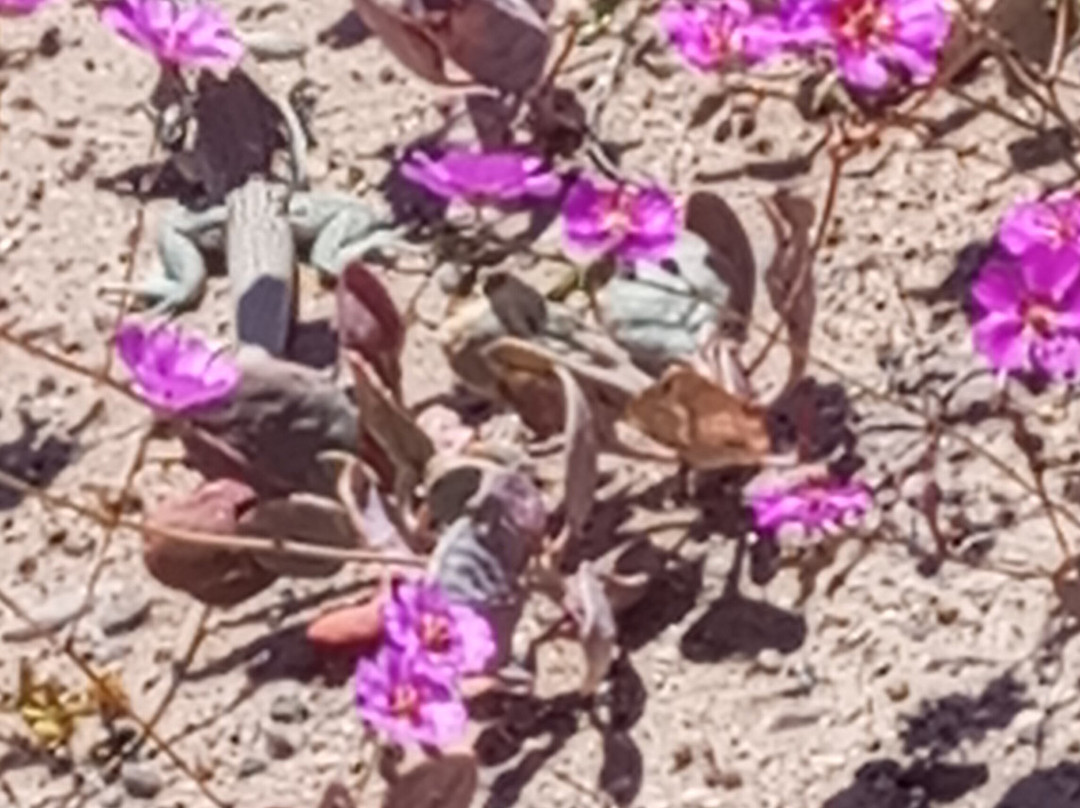 Ecoturismo La Serena-拉塞雷纳必去景点