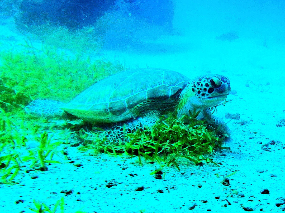 Scubaqua Dive Center-圣尤斯泰希厄斯岛必去景点