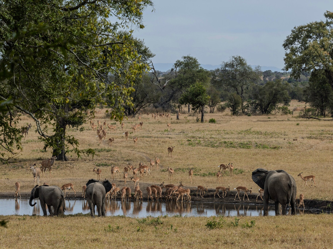 Sabi Sabi Selati Camp主图