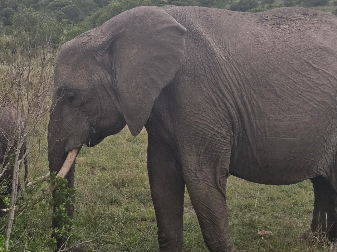 African Horizons-内罗毕必去景点