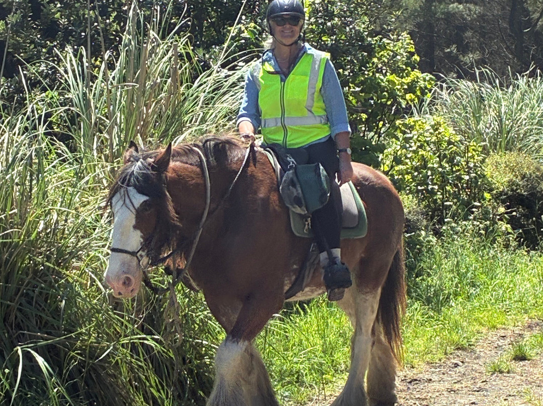 Muriwai Beach Horse Treks-穆里怀海滩必去景点